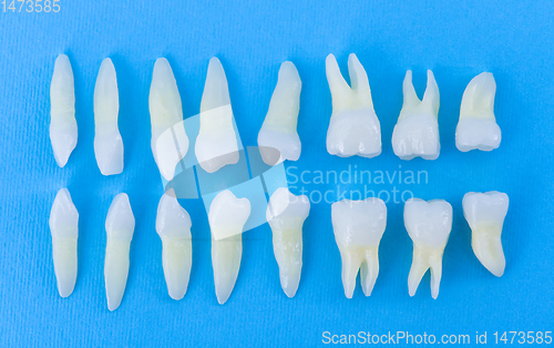 Image of Top view of white teeth on blue background