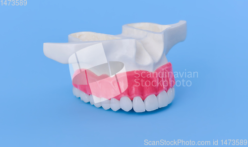 Image of Upper human jaw with teeth and gums anatomy model