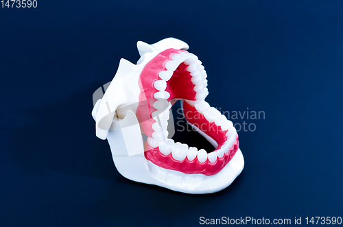 Image of Dentist orthodontic teeth model