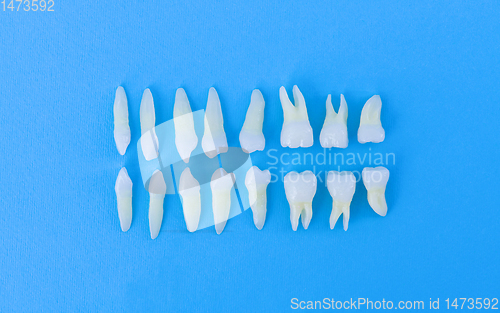 Image of Top view of white teeth on blue background