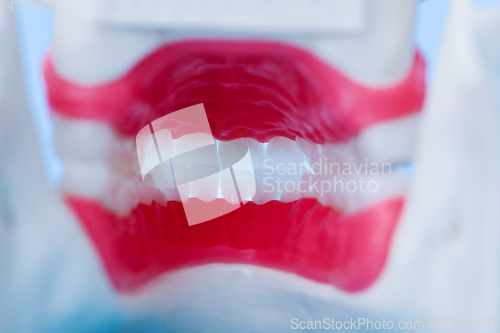 Image of inside view of human jaw with teeth and gums anatomy model