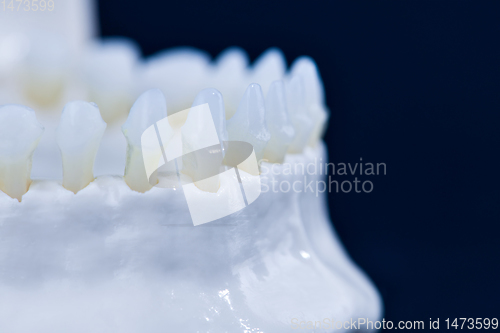 Image of Lower human jaw with teeth anatomy model