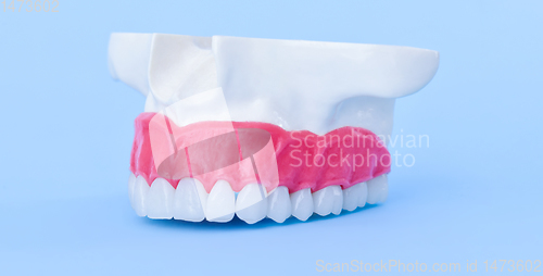 Image of Upper human jaw with teeth and gums anatomy model