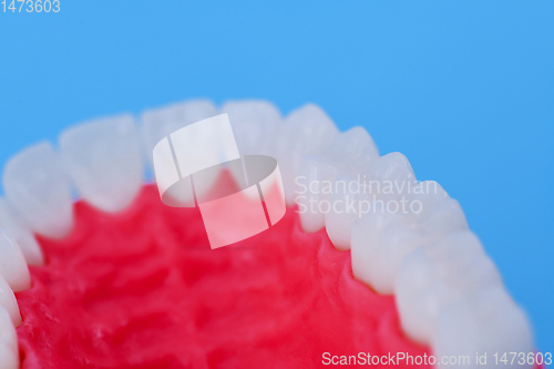 Image of Upper human jaw with teeth and gums anatomy model