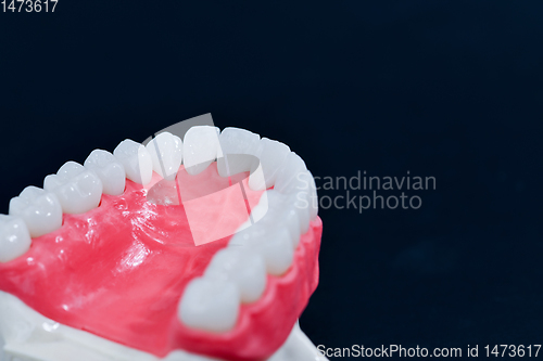 Image of Upper human jaw with teeth and gums anatomy model