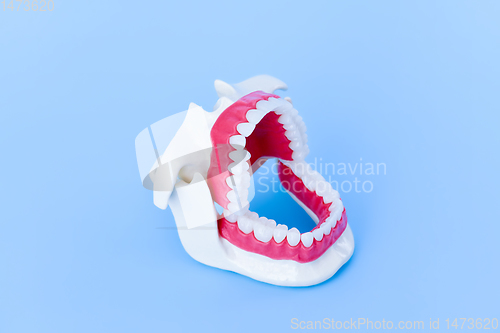 Image of Dentist orthodontic teeth model