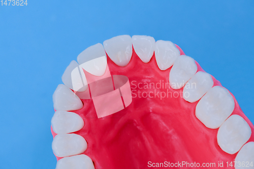 Image of Upper human jaw with teeth and gums anatomy model