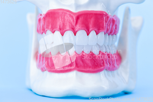 Image of Human jaw with teeth and gums anatomy model