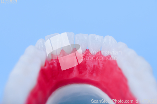 Image of Lower human jaw with teeth and gums anatomy model