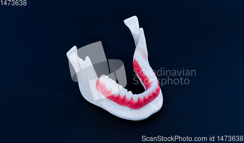 Image of Lower human jaw with teeth and gums anatomy model