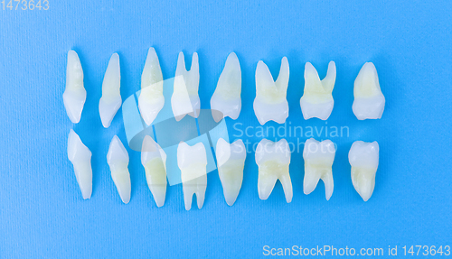 Image of Top view of white teeth on blue background