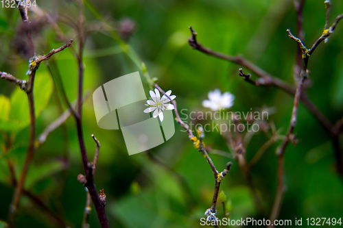 Image of White flower on a green field.