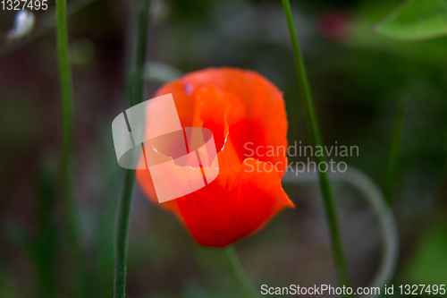 Image of Blooming poppy flower