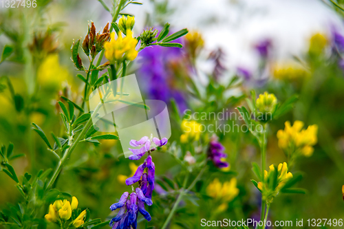 Image of Wild colorful flowers on green grass background.