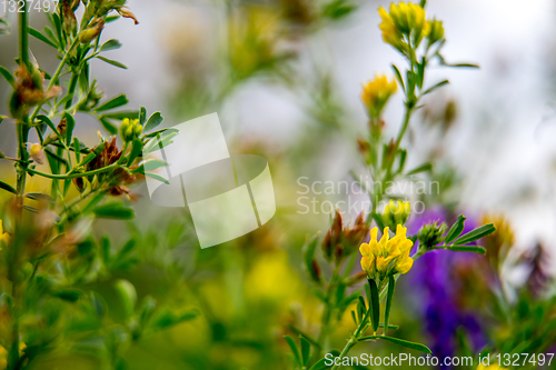 Image of Wild colorful flowers on green grass background.