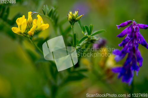 Image of Wild colorful flowers on green grass background.