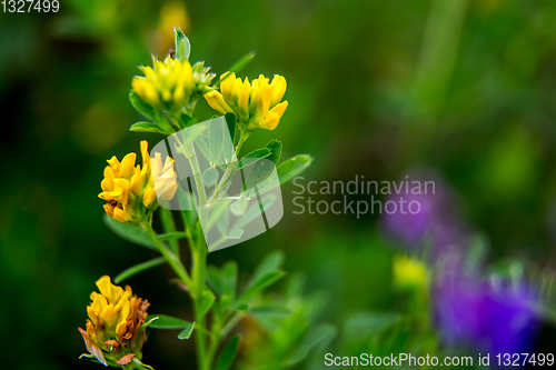 Image of Wild colorful flowers on green grass background.