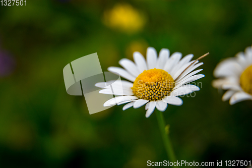 Image of Daisies on background of green grass.