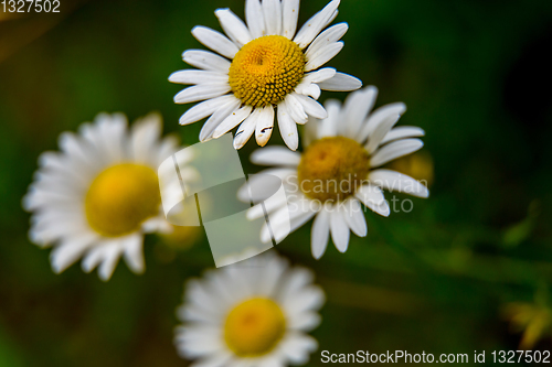 Image of Daisies on background of green grass.