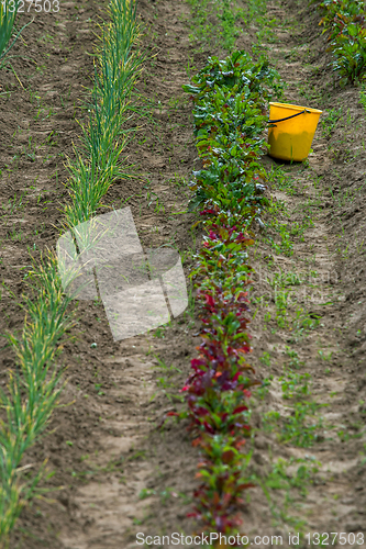 Image of Bucket between furrows in spring season.