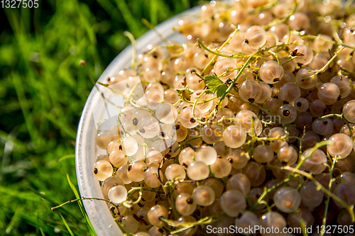 Image of White currants on green grass. 