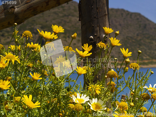 Image of yellow flowers