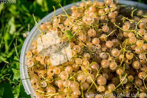 Image of White currants on green grass. 