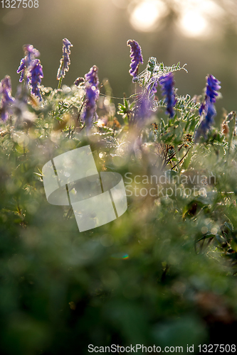 Image of Wild pink flowers on meadow background.