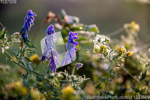 Image of Wild pink flowers on meadow background.