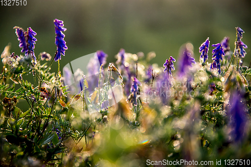 Image of Wild pink flowers on meadow background.