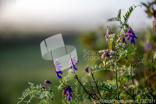 Image of Wild pink flowers on meadow background.