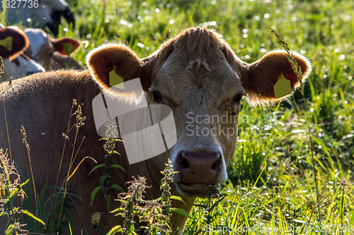 Image of Portrait of dairy cow in pasture. 