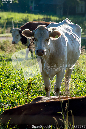 Image of White cow pasture in green meadow.