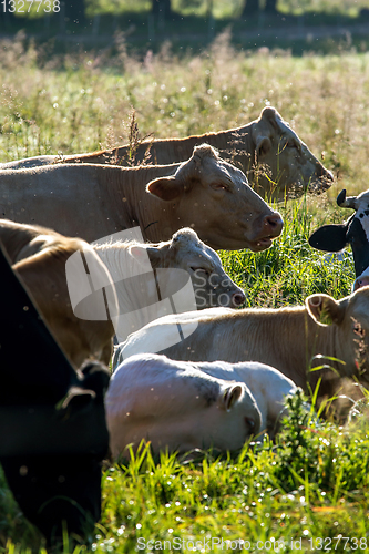 Image of Cows pasture in green meadow.