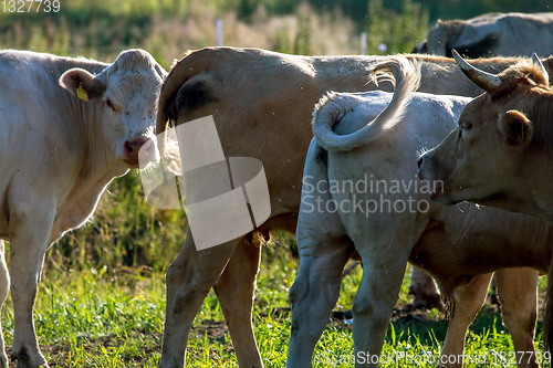 Image of Cows pasture in green meadow.