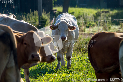 Image of Cows pasture in green meadow.