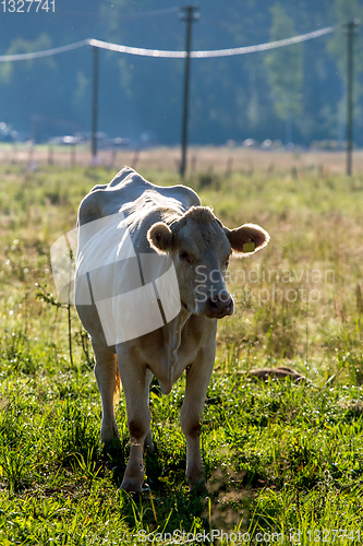 Image of White cow pasture in green meadow.