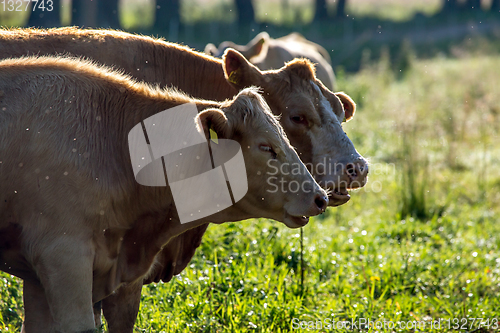 Image of Cows pasture in green meadow.