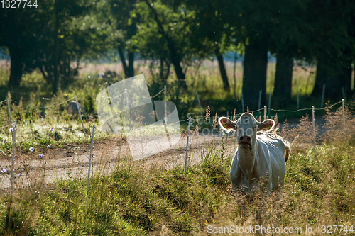 Image of White cow pasture in green meadow.