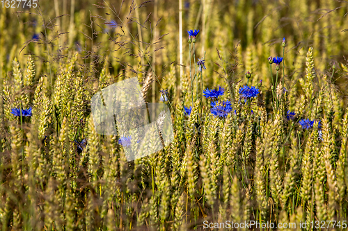 Image of Cornflowers on cereal field as background.