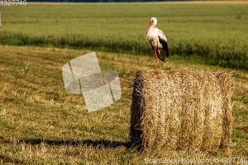 Image of White stork on hay bale in Latvia.