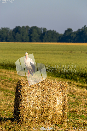 Image of White stork on hay bale in Latvia.