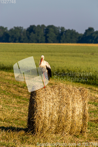 Image of White stork on hay bale in Latvia.