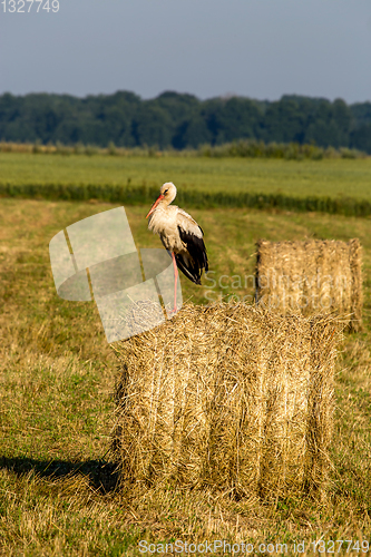 Image of White stork on hay bale in Latvia.