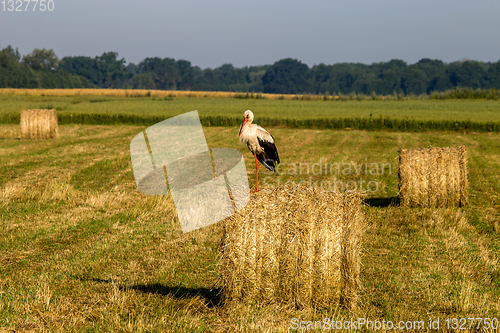 Image of White stork on hay bale in Latvia.