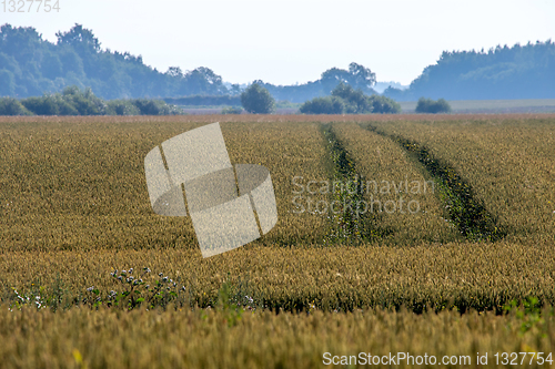 Image of Path to the cereal field