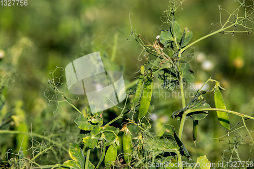 Image of Green fresh peas and pea pods in the garden.