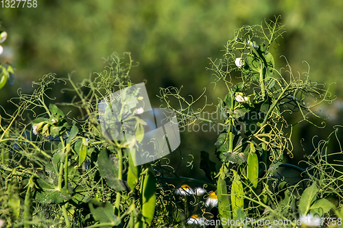 Image of Green fresh peas and pea pods in the garden.