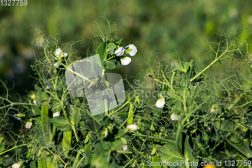 Image of Green fresh peas and pea pods in the garden.