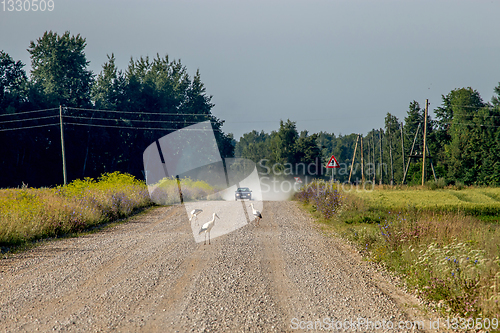 Image of Landscape with rural road and storks.